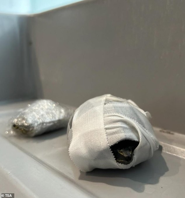 Transportation Security Administration (TSA) officers at Miami International Airport made the shocking discovery during a routine security screening where they found two live turtles stuffed inside a traveler's bra