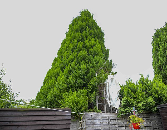 Mr Smith has branded the tree (above) a 'huge intrusion' and not suitable for adjoining gardens