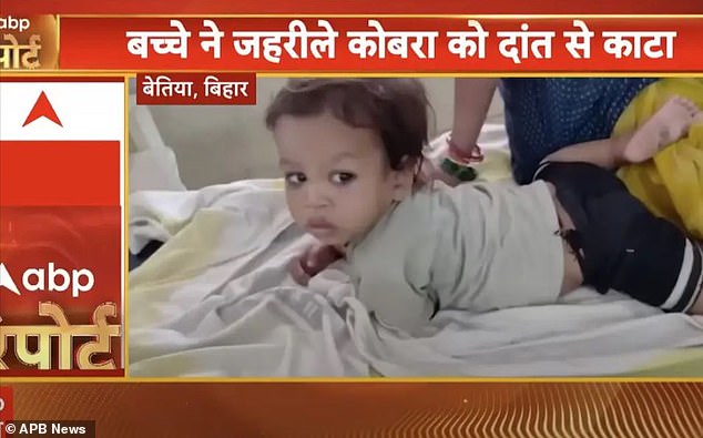 The child bit into the reptile after it coiled itself around his hand and was rushed to the hospital