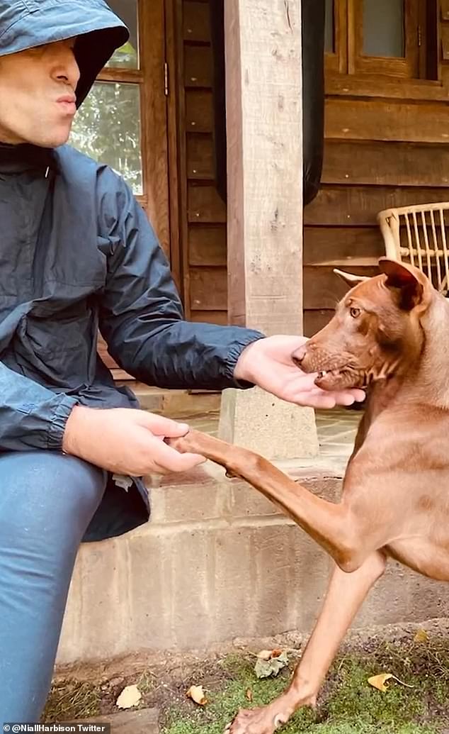Liam with his dog Buttons, a ridgeback he rescued in 2023 from the Happy Doggos shelter in Thailand