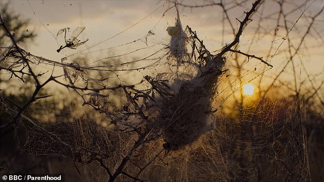 The female spiders will take care of their young from birth until they are eventually consumed by them