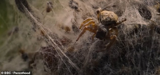 Director Jeff Wilson said the footage is among the best he has worked on in 30 years