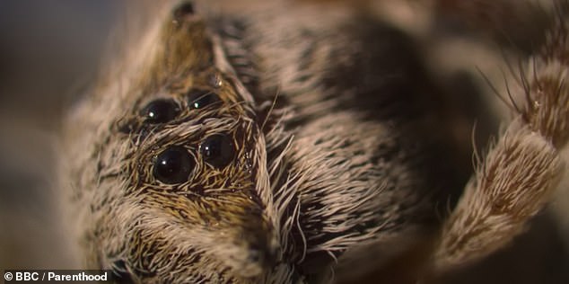 After laying around 50 eggs and feeding them with their decomposing insides, the tired mothers make the ultimate sacrifice