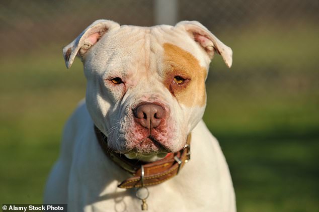 As police arrived at the scene they saw a vehicle parked in the park and what officers are calling an 'incident' which resulted in the death of the victim's XL Bully. Pictured: Stock image