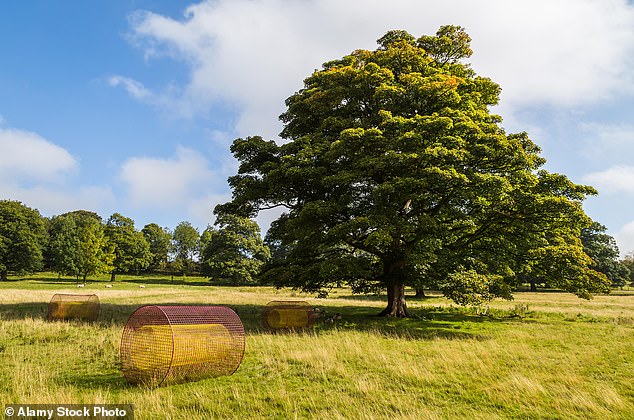 Floating hay bales known as 'Summer Fields' sculptures seen at YSP