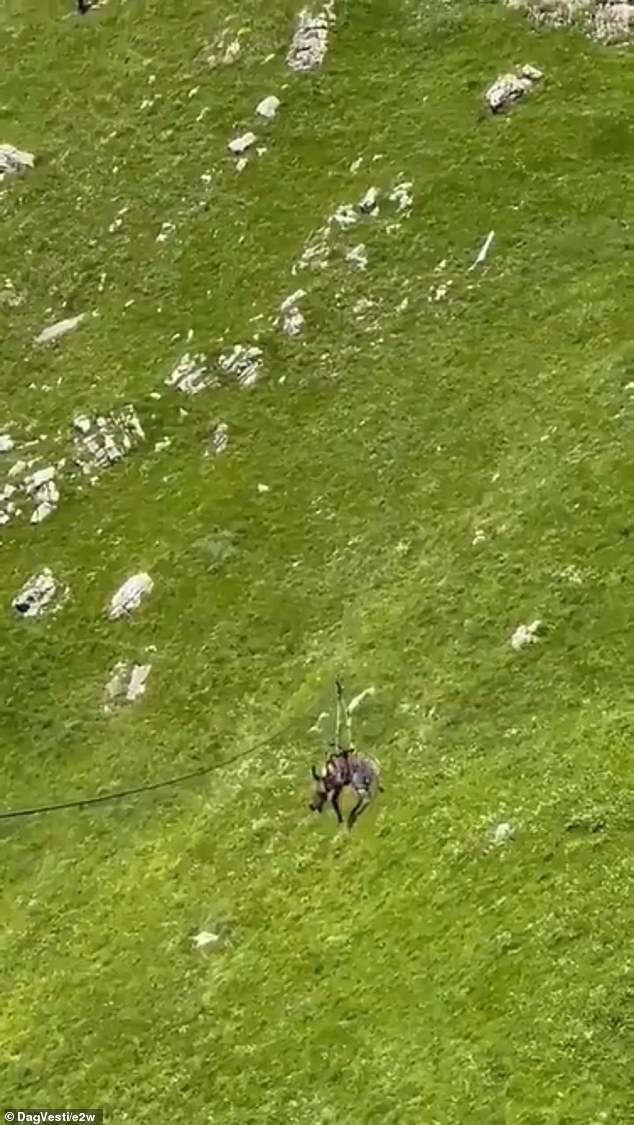 If the donkey was injured in the stunt it could lead to a three year prison sentence