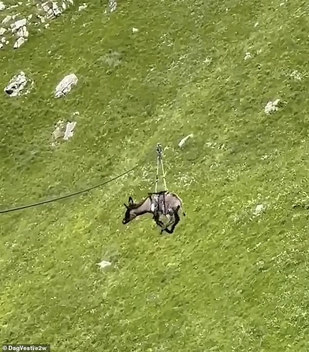 The donkey has not been seen since the ride from hell on the Matlas plateau in Dagestan's Khunzakhskiy district