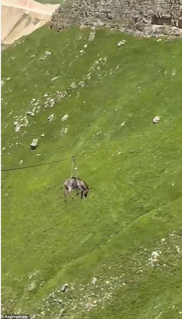 The case recalls a donkey sent parasailing from a beach in resort Anapa attached to a speedboat 15 years ago