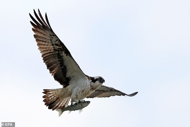 An osprey pictured mid-flight with its prey. An exclusion zone was set up around their nest