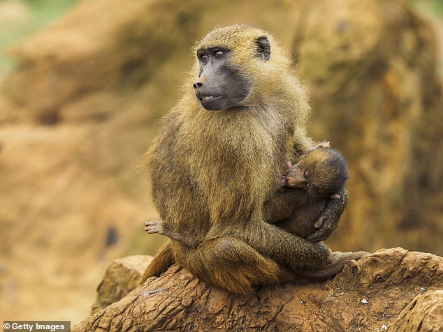 Guinea baboons are classified as endangered, but many zoos around the world are now at capacity to take any more of the animals