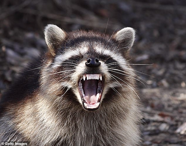 She described the animal which attacked her as being a 'giant ball of viciousness'