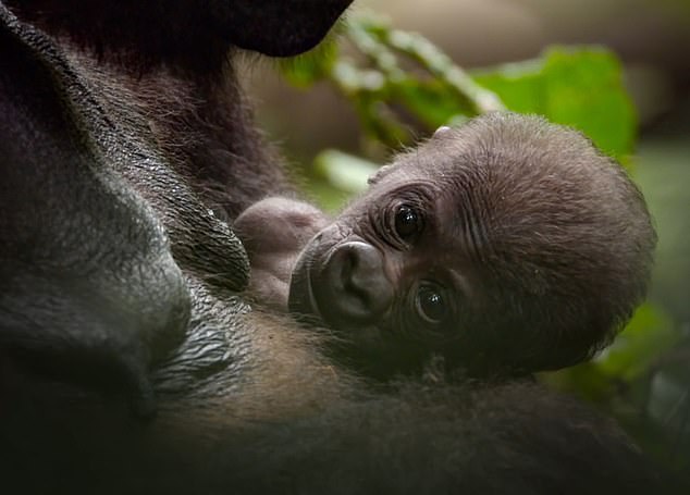 Viewers are shown the baby's large, curious eyes as he wakes up and gazes towards the camera in wonder