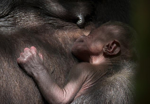 The mother gorilla then rolls onto the ground and snuggles her baby close to her chest