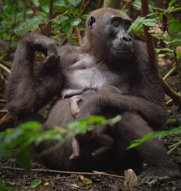 Attenborough's team captured the wonderful moment a gorilla mother clutches her sleeping newborn to her chest, as he twitches fitfully in his slumber