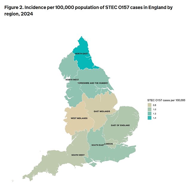UKHSA and its partner agencies investigated five outbreaks of STEC during 2024, accounting for 467 cases—348 of them in England