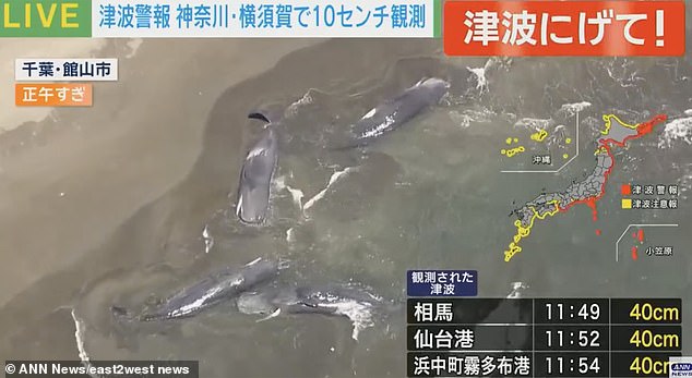 Dr David Rugh, a retired whale expert at the National Oceanic and Atmospheric Administration (NOAA), explained that most whales are usually unaffected by tsunamis