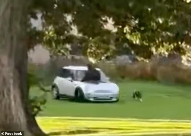 The white Mini drives through the park as a man climbs onto the bonnet, while the XL Bully dog follows and circles the car