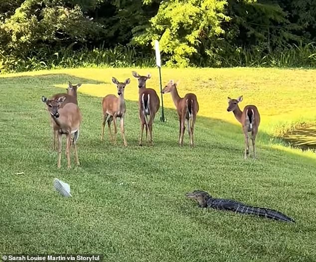 Martin watched the interaction between the gator and deer just before the other woman threw her shoes