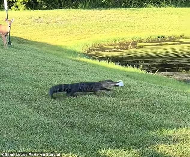The animal got sweet revenge on her as it stole the shoe and ran back into the water