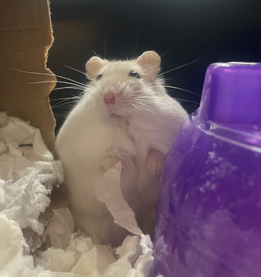 Obese hamster on a diet.