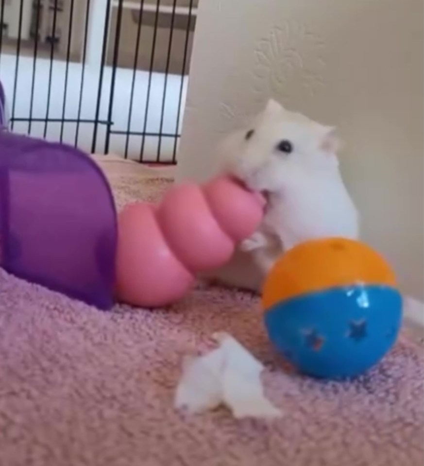 White hamster playing with toys.