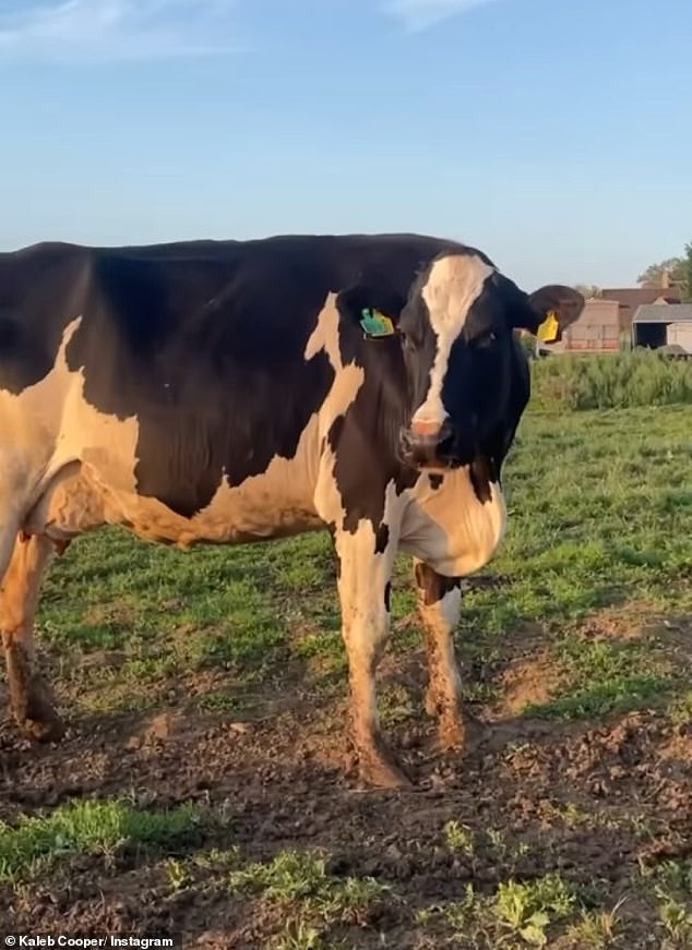 Oxfordshire, where the popular Diddly Squat farm is located, is currently graded as an 'edge area' for TB. Given it is set between both high and low-risk area, most herds will be subject to TB tests on a six-month basis