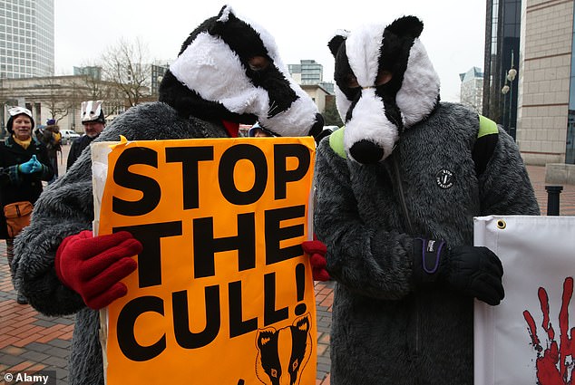 The Labour administration previously promised it would stop the cull by 2029, carry out a census of badgers and also develop vaccines for badgers and cattle. Pictured: Animal rights protesters outside the NFU Conference in 2024, protesting about the badger cull
