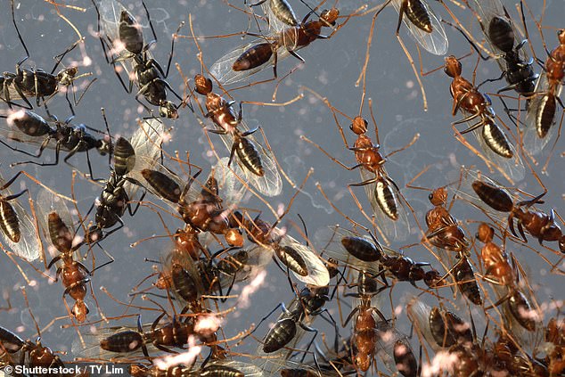 We were in the garden early one evening last week, planning to have supper with friends and enjoy the long, warm night. And then, we started to notice them. The ants.
