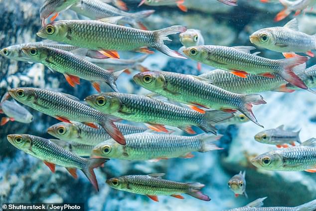 There are many more fish in the financial sea and smaller, more specialist specimens could be a better bet for investors