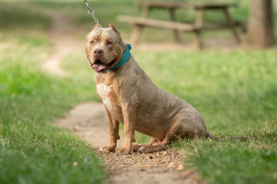 American Bully XL dog sitting outdoors on a leash.