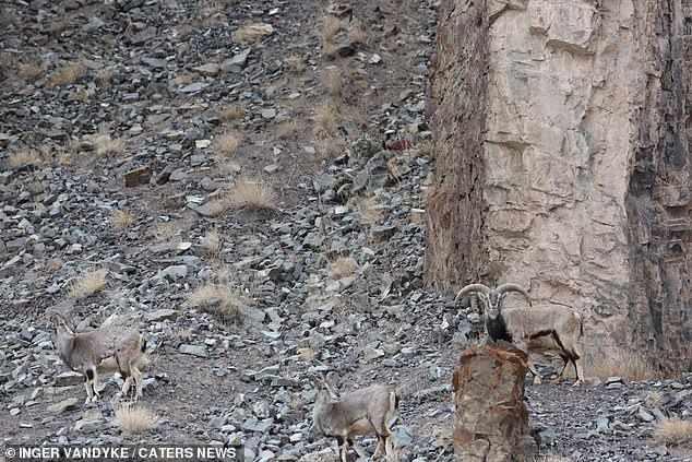 At first glance this image appears to only show a rocky mountain face - but there's a dangerous predator hiding in plain sight