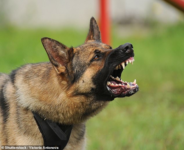 Mr Alloatti claims his family have to leave their home in Streatham, west London , every weekend to escape the supposed constant racket from two German Shepherds (Stock image)