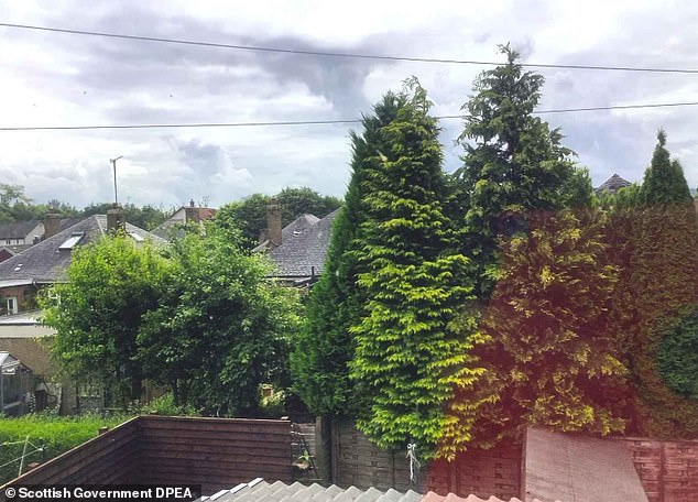Pictured: the Smiths' garden, overshadowed by the huge trees that are at the centre of a battle between them and their neighbours