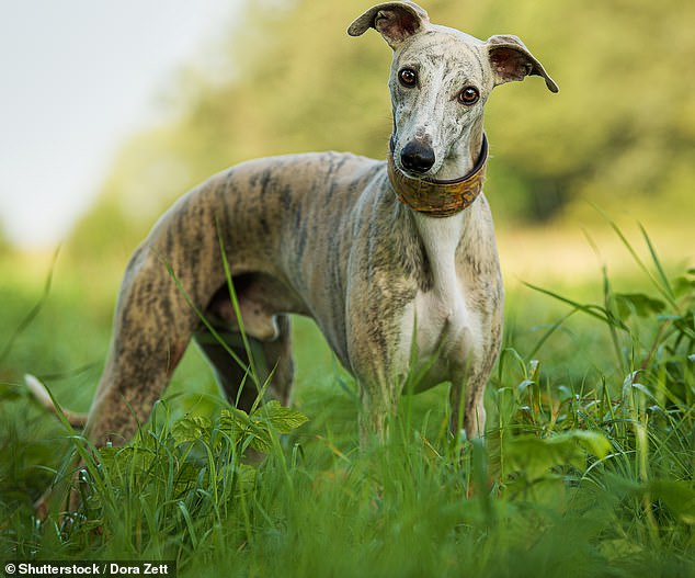 The summer months are the most dangerous when it comes to foxtail seeds - which may appear harmless but can be deadly for dogs (stock image)
