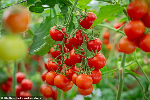 The cases, also believed to have been caused by the fruit, were not confined to a specific area of the UK, instead reported across the country, according to UK health and safety watchdogs