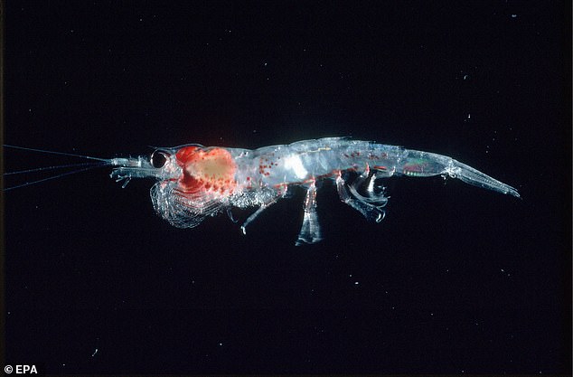 Scientists say adding a krill to your meals could be the secret to the perfect weight-loss diet