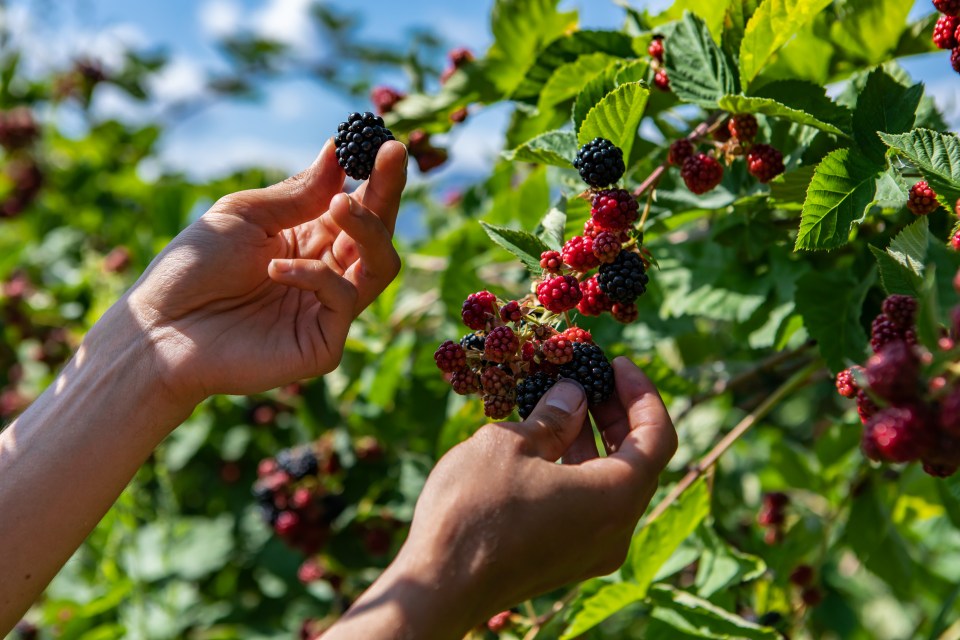 Hands picking ripe blackberries from a bush.