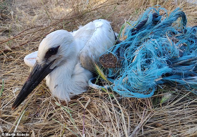 White storks in Portugal are using synthetic materials like plastic and rope to build their nests, the scientists found. Pictured with blue baler twine
