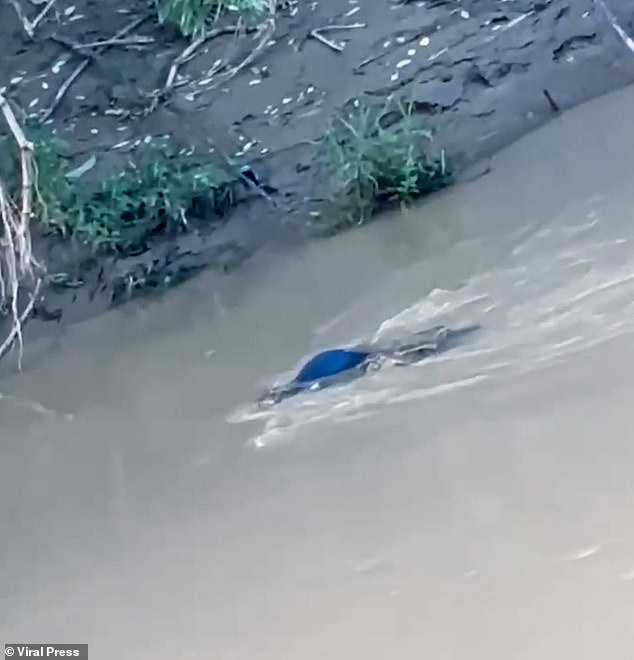 Gruesome footage shows the reptile clutching the lifeless teen as it glides upstream near the river's edge