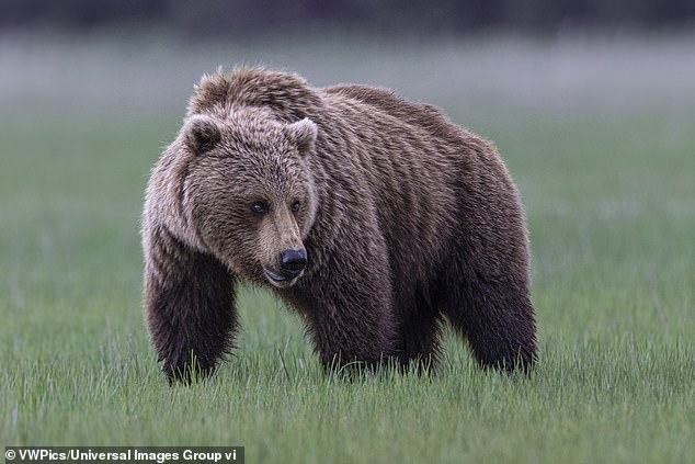 The State of Alaska responded to the call in a statement to Ingraham, saying: 'We don¿t have alligators, but we have lots of bears'
