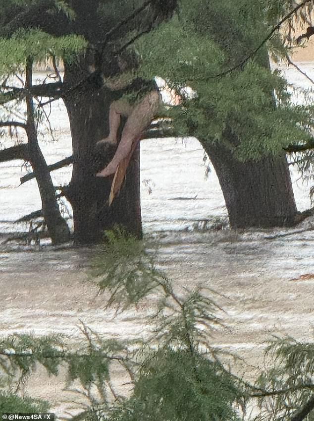 The unidentified girl was reportedly swept up for 12 miles before finding refuge in a tree