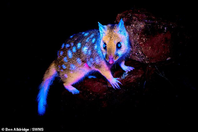 An incredible first-ever image of an eastern quoll glowing in Tasmania's south west wilderness
