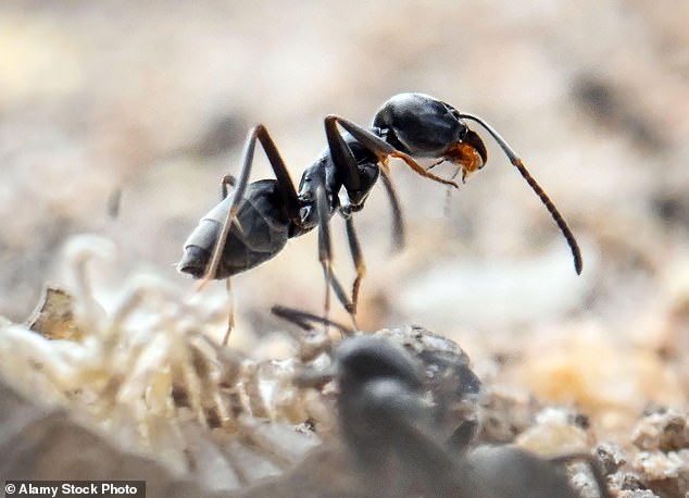 Tapinoma magnum ants are an invasive species more commonly described as 'super-ants', and it seems they are already in British homes and gardens