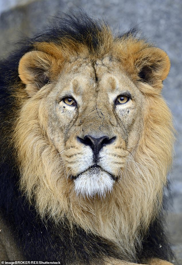 The zoo in regional Queensland is home to many different big cat species