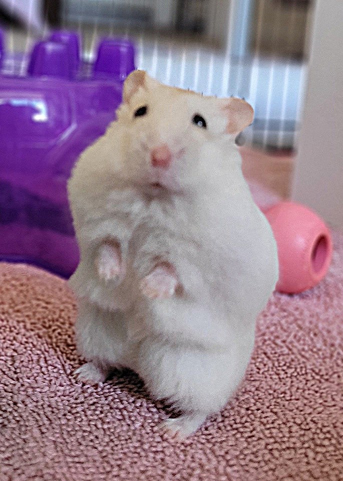 Obese hamster on diet.