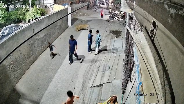An escaped pet lion attacked a woman and two children in a busy street in Lahore, Pakistan. The incident was captured on CCTV