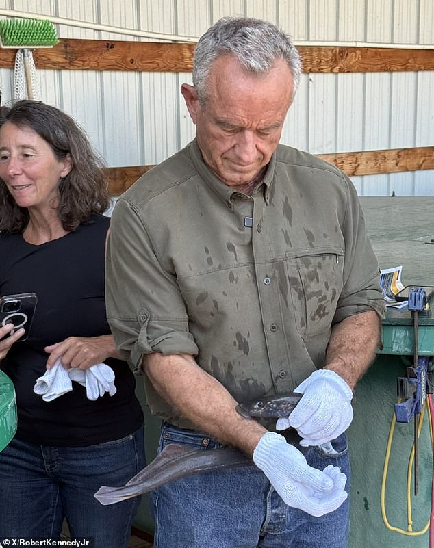 On Thursday, Robert F Kennedy Jr let lampreys, a parasitic fish, bite him multiple times in Idaho