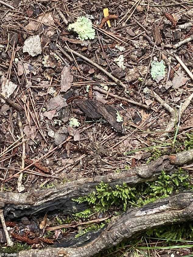 There is a spider lurking in this photo taken by a Reddit user. Can you spot it in 20 seconds or less?