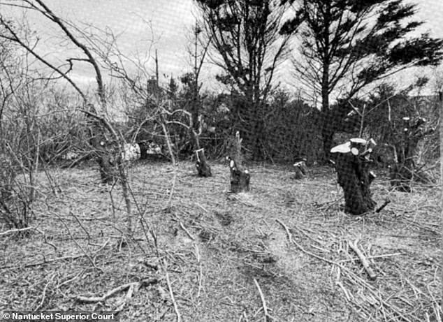 Jonathan Jacoby allegedly removed decades-old trees from the home 'with the specific purpose of improving the ocean view from his own property' (pictured: court evidence showing cut down trees on Belford's land)