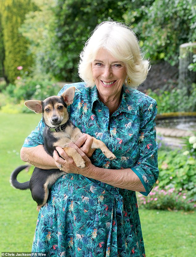 An adorable image of Queen Camilla (pictured) cuddling her rescue dog has been released by the Royal Family , following her trip to Battersea Dogs' and Cats' Home on Monday